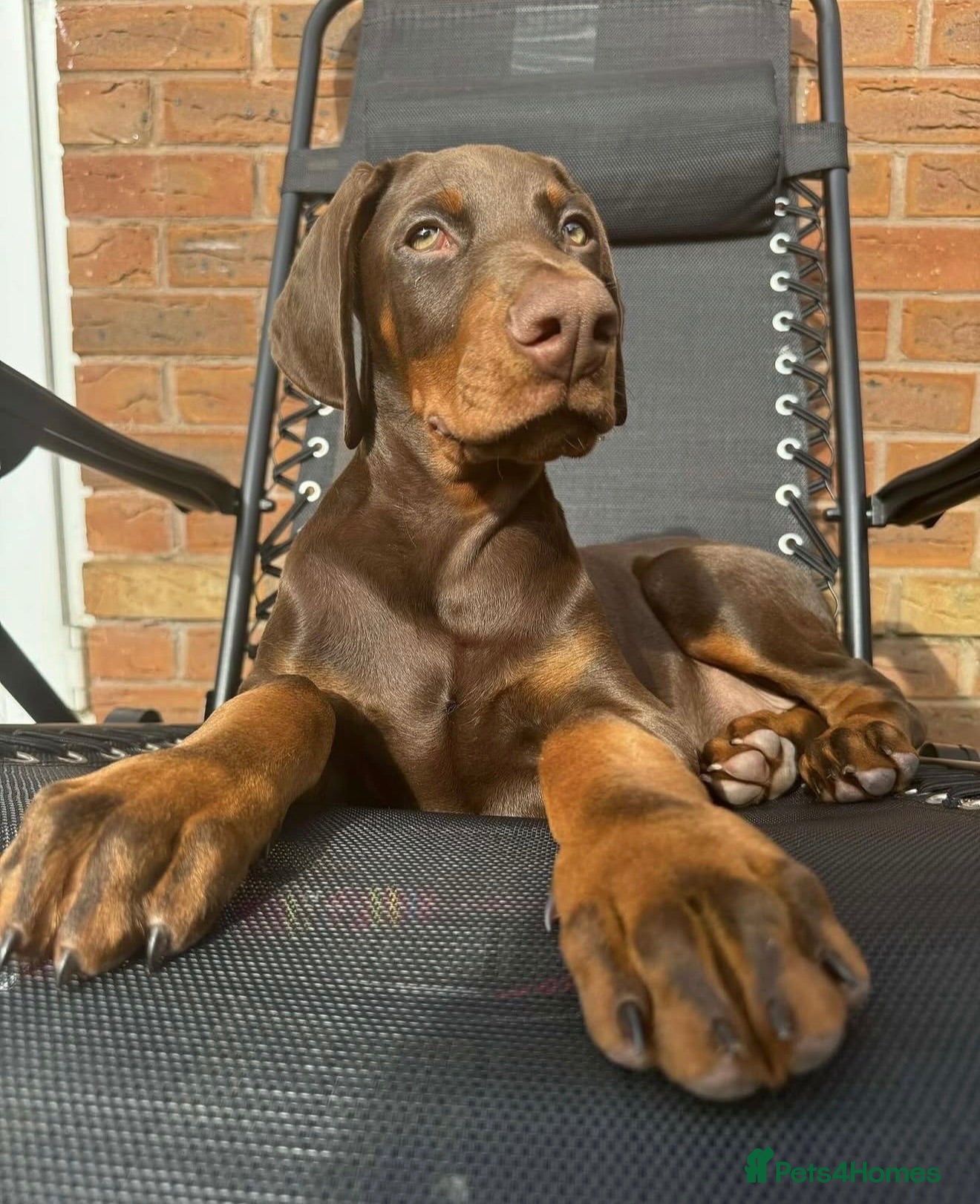 Dobermann dogs Doberman Puppy Looking for His Forever Home - Advert 2