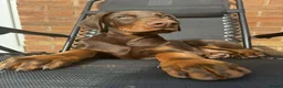 Dobermann dogs for sale: Doberman Puppy Looking for His Forever Home - Advert 1