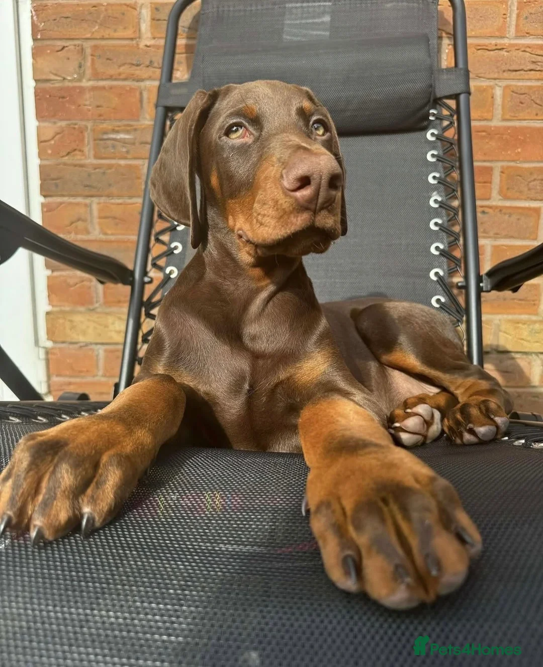 Dobermann dogs for sale: Doberman Puppy Looking for His Forever Home - Advert 1