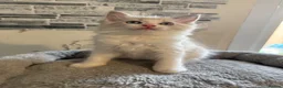 Ragdoll cats for sale: Stunning Ragdoll kittens - Advert 17