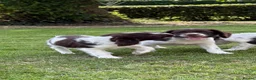 English Springer Spaniel dogs for sale: Very Well Bred Male Springer Spaniels - Advert 14