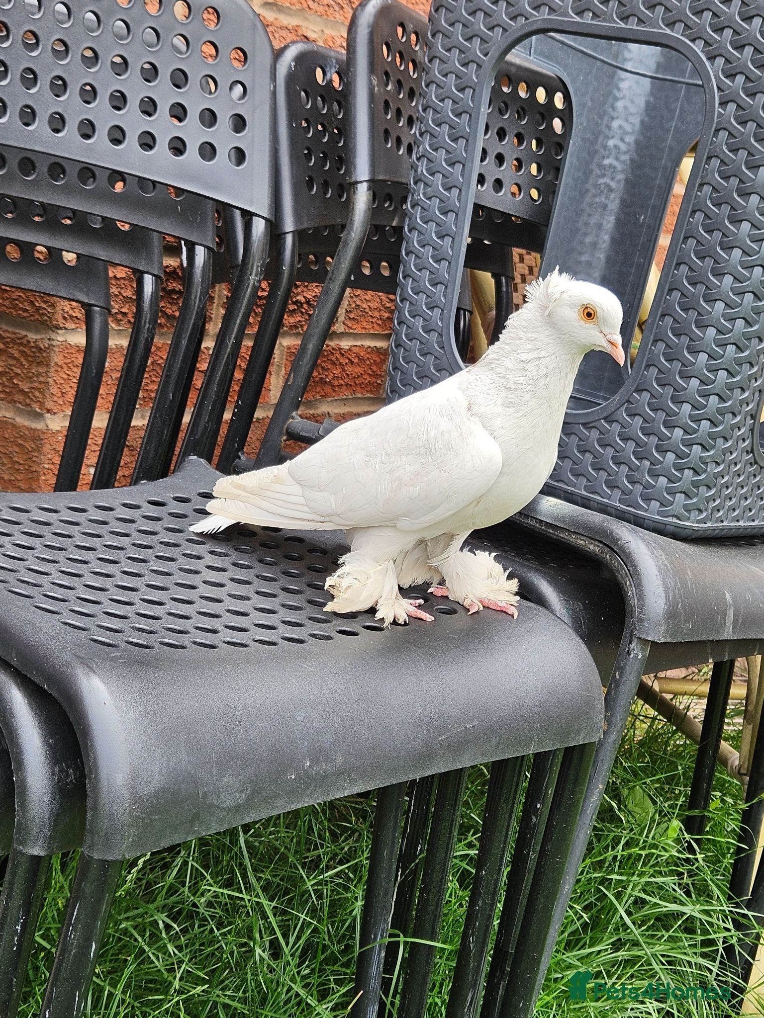 Pigeons birds pigeon for sale - Advert 6