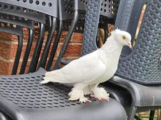 Pigeons birds pigeon for sale - Advert 2