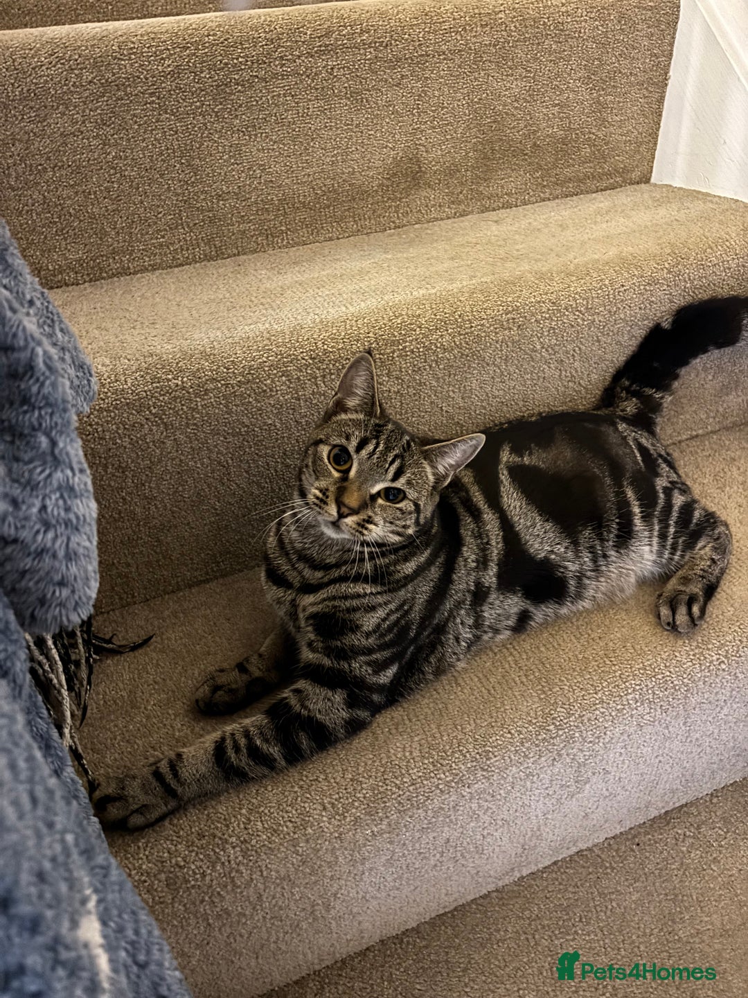 Mixed Breed cats for sale: Gorgeous green eyed 7 month old tabby kitten  - Advert 7