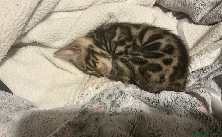 Bengal cats - Advert 7