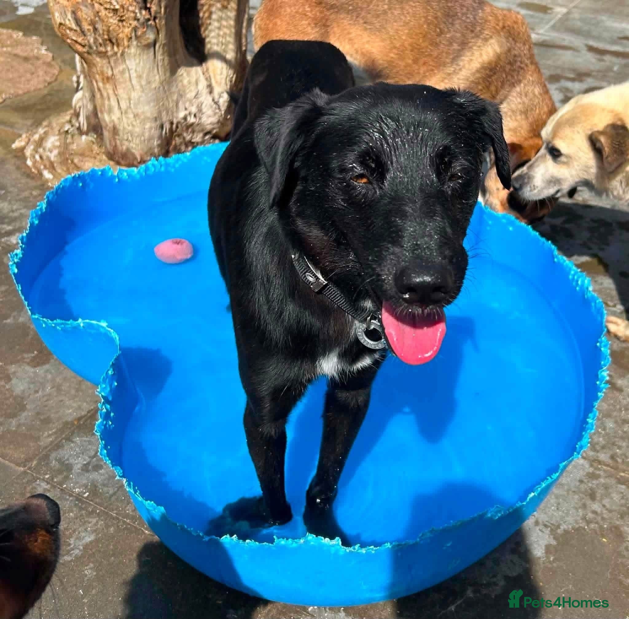 Mixed Breed dogs Carl - Norwich Norfolk  - Advert 10
