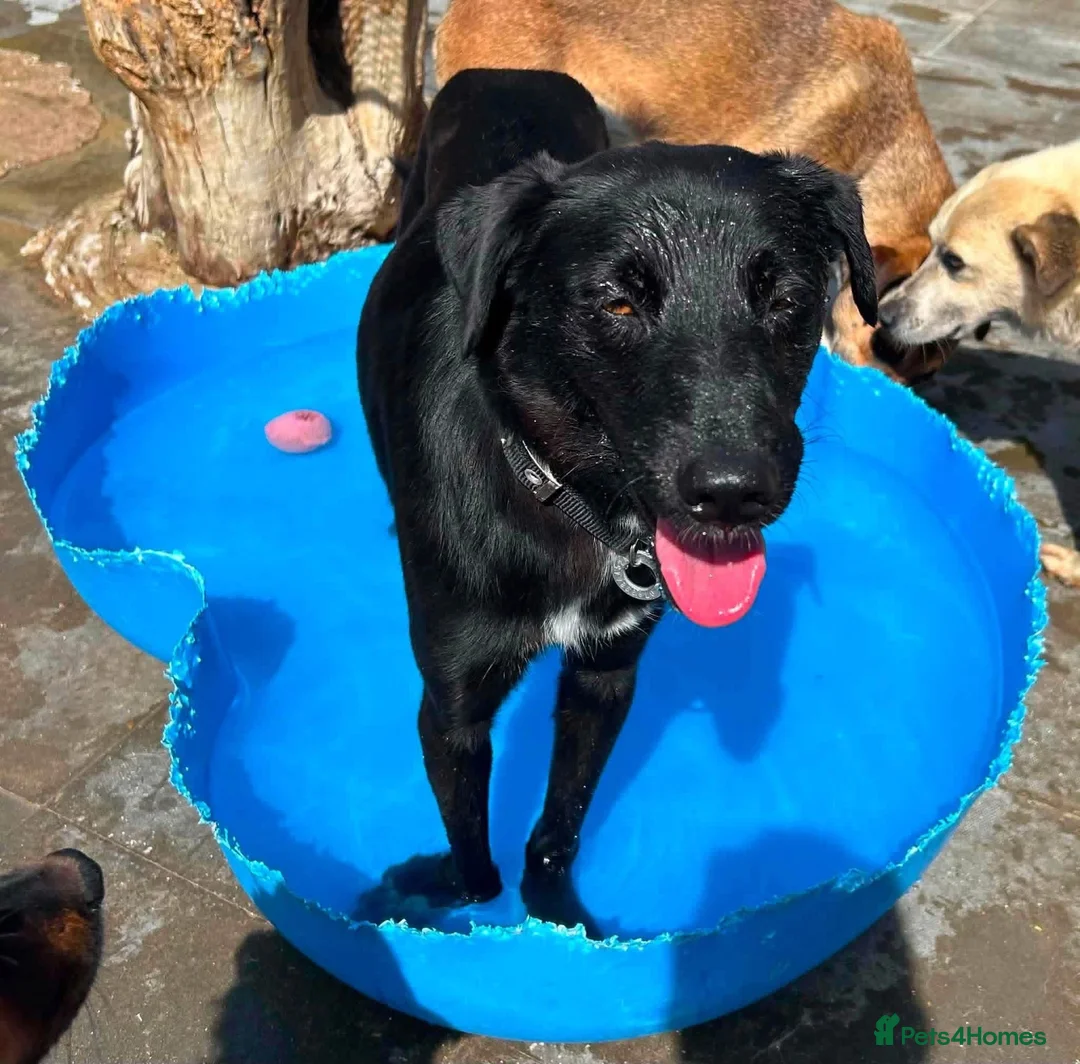 Mixed Breed dogs for adoption: Carl - Norwich Norfolk  - Advert 1