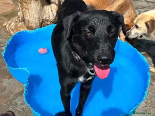 Mixed Breed dogs Carl - Norwich Norfolk - Advert 10