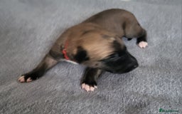 Whippet dogs for sale: 8 KC gorgeous pups, 4 boys & 4 girls. - Image 3