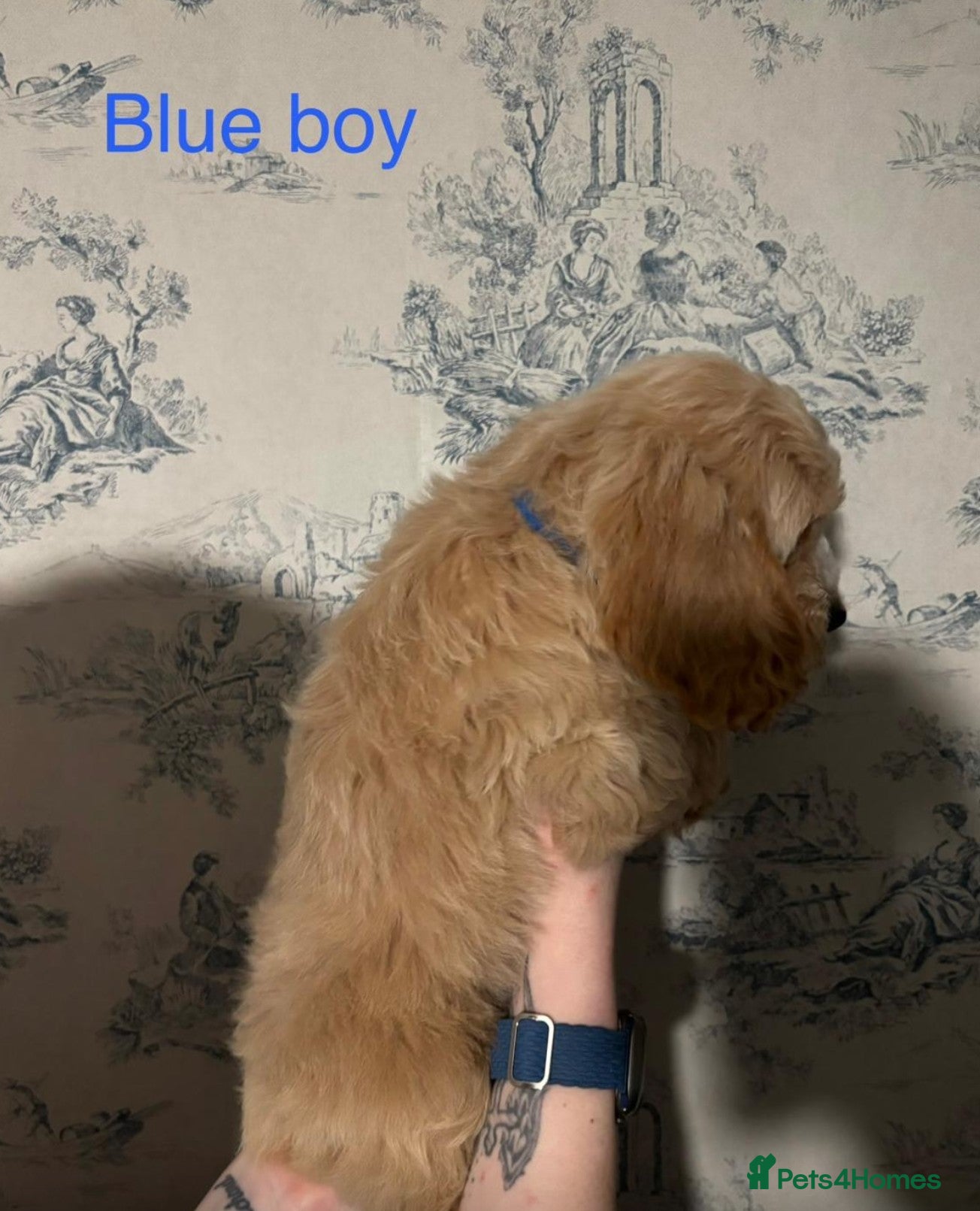 Cockapoo dogs Beautiful F1b Cockerpoo Puppies – - Advert 2