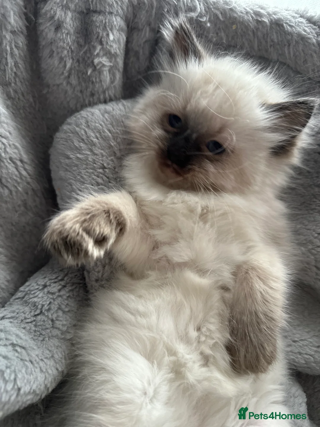 Ragdoll cats for sale: Gorgeous ragdoll girls!  - Advert 21