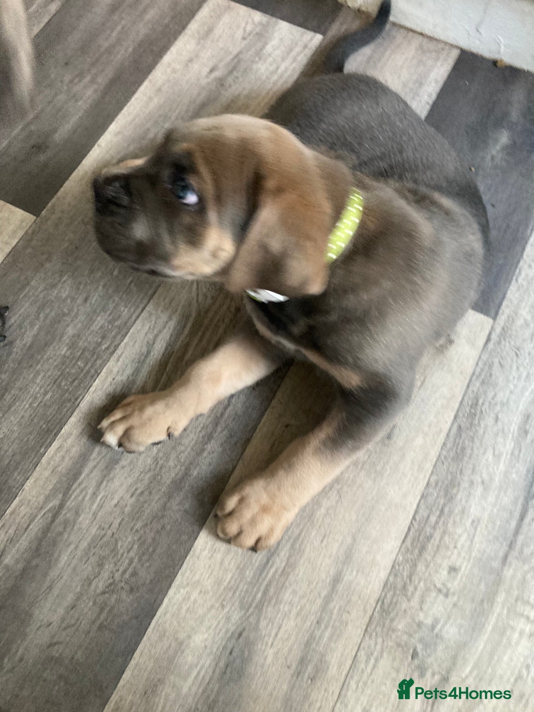 Cane Corso dogs for sale: Big furry floofballs - Advert 13