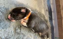 Australian Shepherd dogs for sale: Exceptional Australian Shepherd Puppies - Image 8