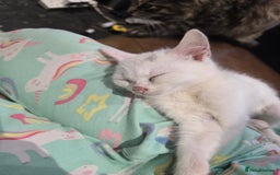 Mixed Breed cats for sale: 🐾 Adorable 8-Week-Old White Kitten  - Advert 4