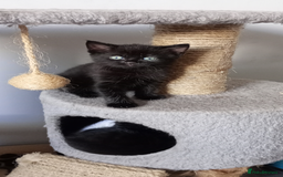 British Shorthair cats for sale: Beautiful little girl - Image 1