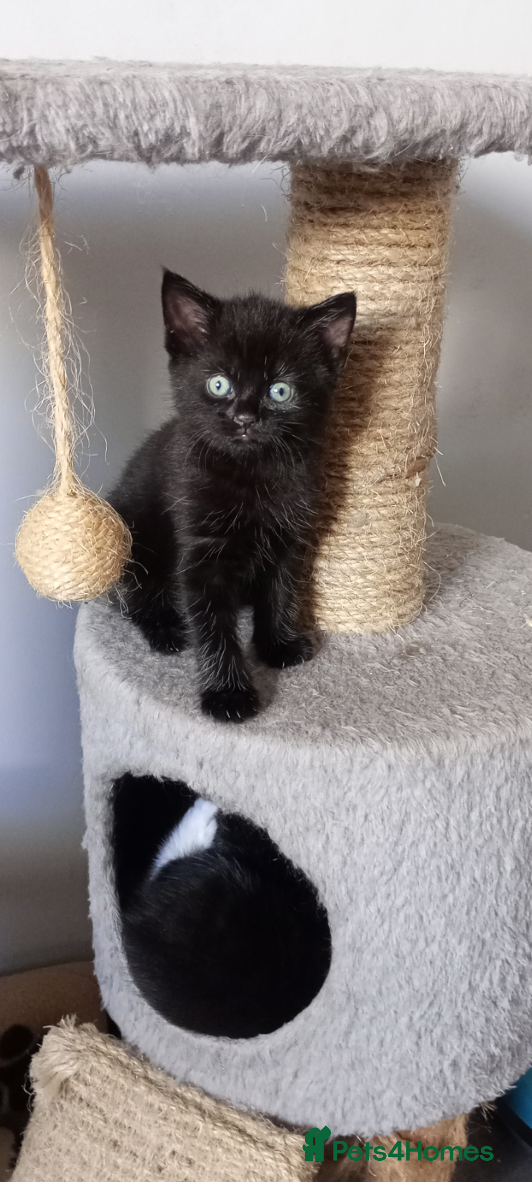 British Shorthair cats for sale: Beautiful little girl - Image 1