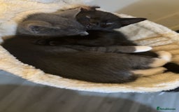 Bombay cats for sale: kittens, 2 left. - Image 8