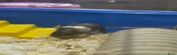 Mouse rodents for sale: 2 female mice  in Birmingham - Advert 9