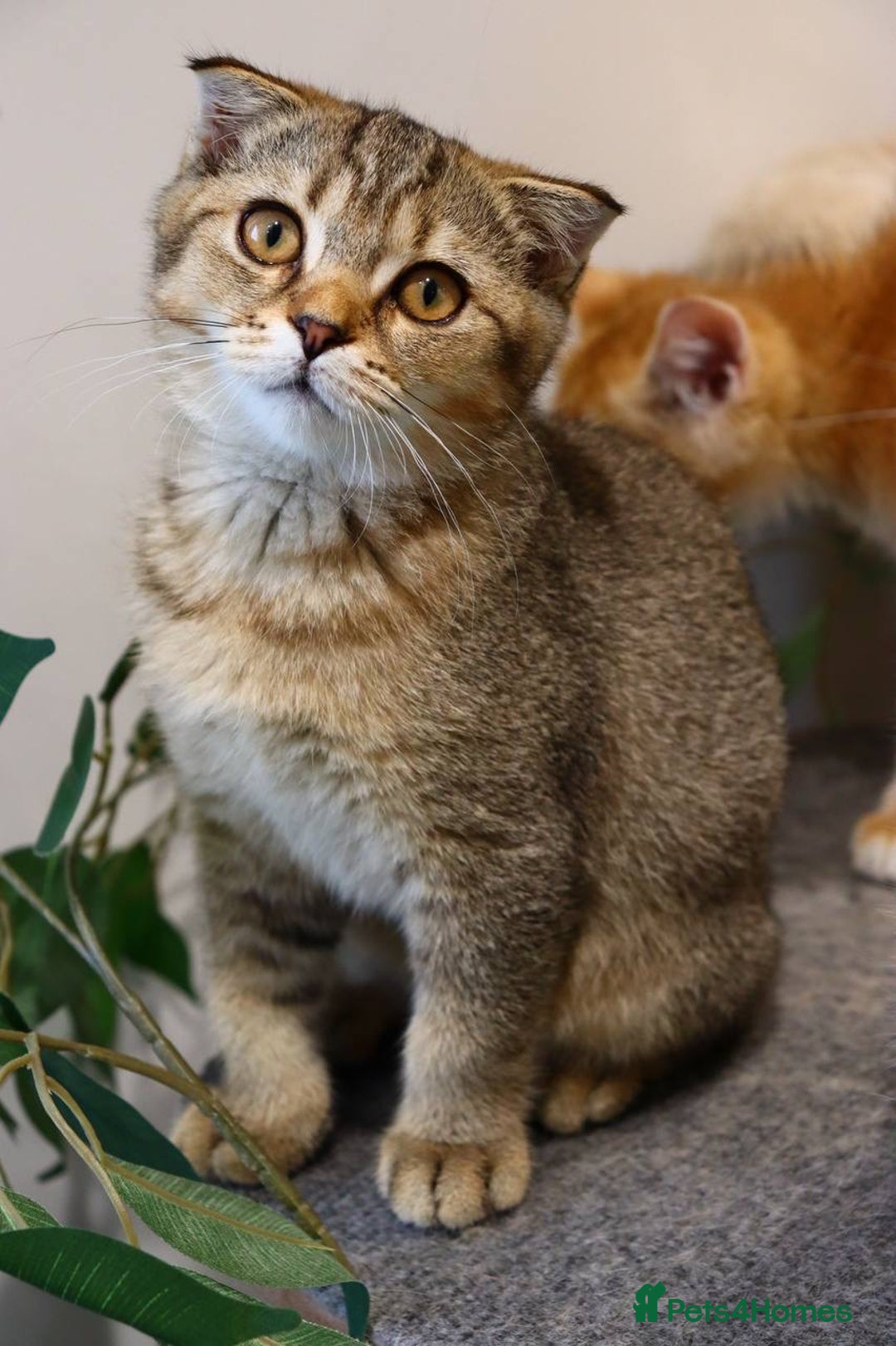 Scottish Fold cats for sale: Ready TICA reg stunning kittens available  - Image 40