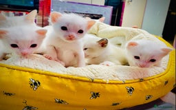 Ragdoll cats for sale: Beautiful Ragdol - Image 15