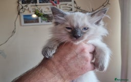 Ragdoll cats for sale: Beautiful ragdolls   - Image 12