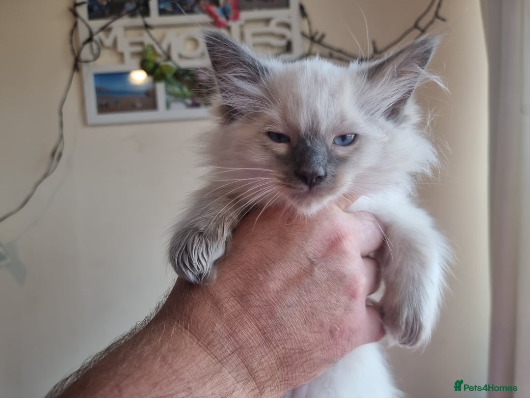 Ragdoll cats for sale: Beautiful ragdolls   - Image 12