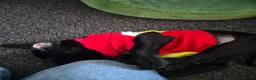 Labrador Retriever dogs for sale: Labrador puppy in Hull - Advert 3