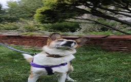 Mixed Breed dogs for adoption:  ❤️🐶Lanie 4-year-old girl with golden heart❤️🐶 - Advert 9