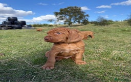 Hungarian Vizsla dogs for sale: Wirehaired Vizsla’s - Image 31