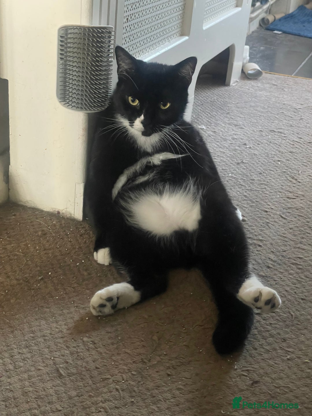 Mixed Breed cats for sale: Maine Coon mix boy - Image 12