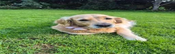 Golden Mountain Dog dogs for sale: Beautiful puppies looking for their forever homes - Advert 4