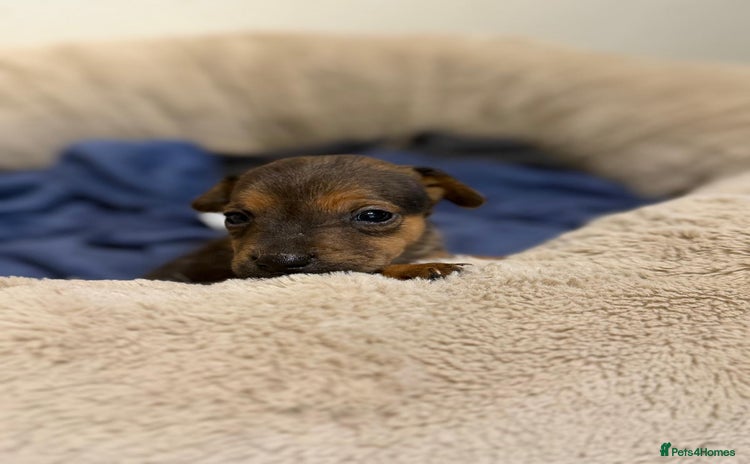 Patterjack dogs - Advert 9