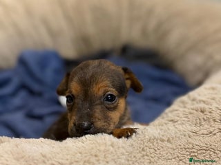 Patterjack dogs - Advert 1