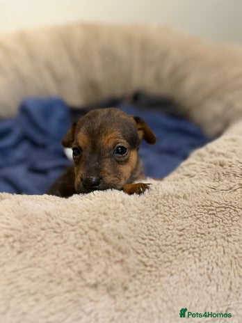 Patterjack dogs - Advert 9