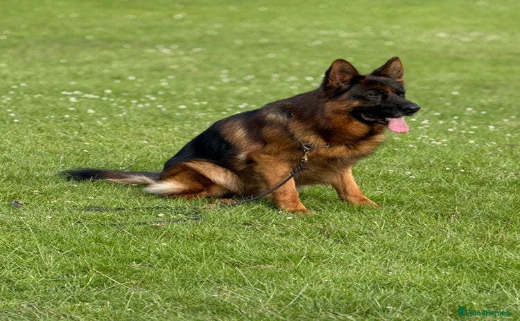 German Shepherd dogs - Advert 3