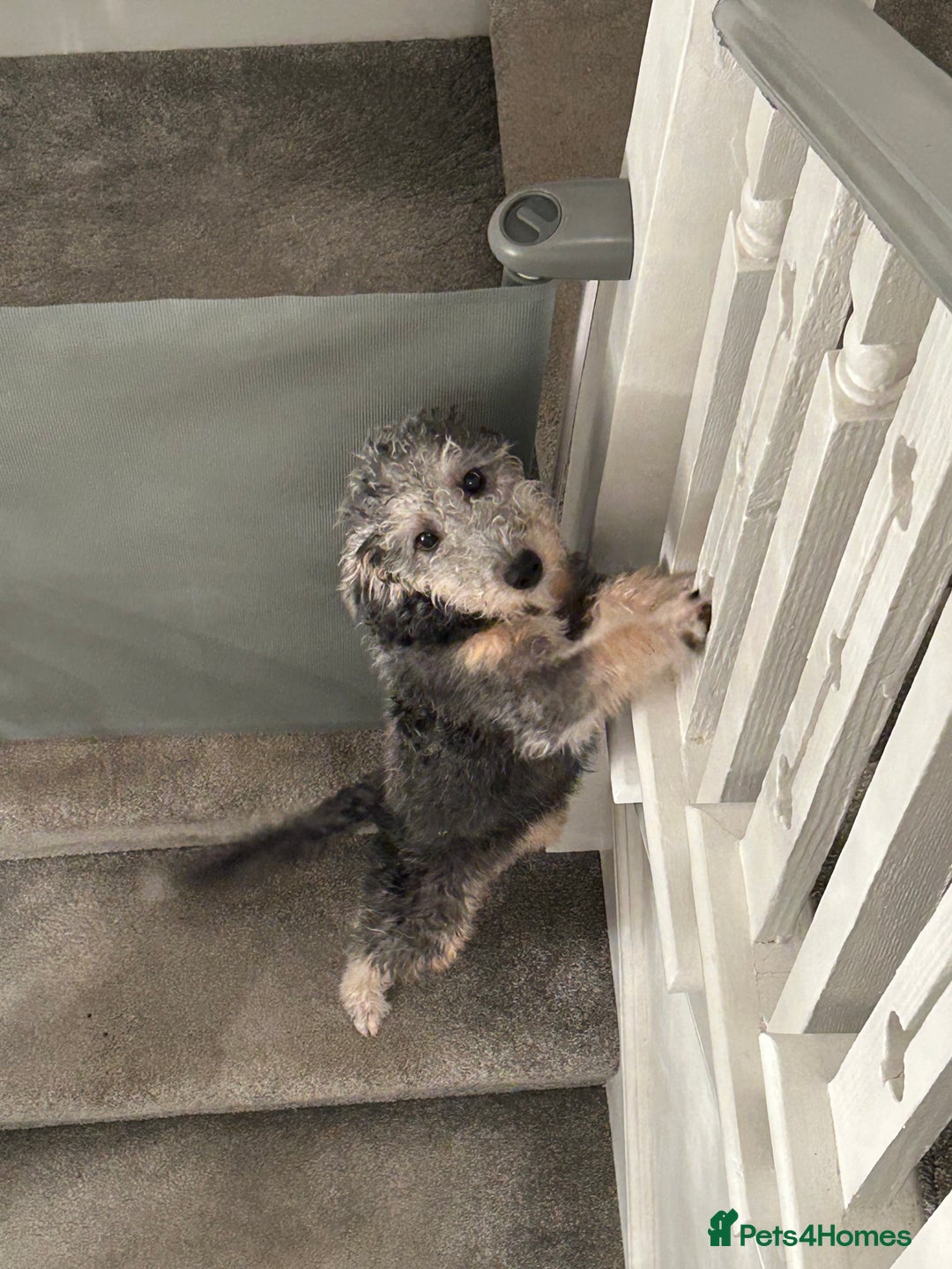 Mixed Breed dogs for sale: Bedlington x Whippet - Advert 13