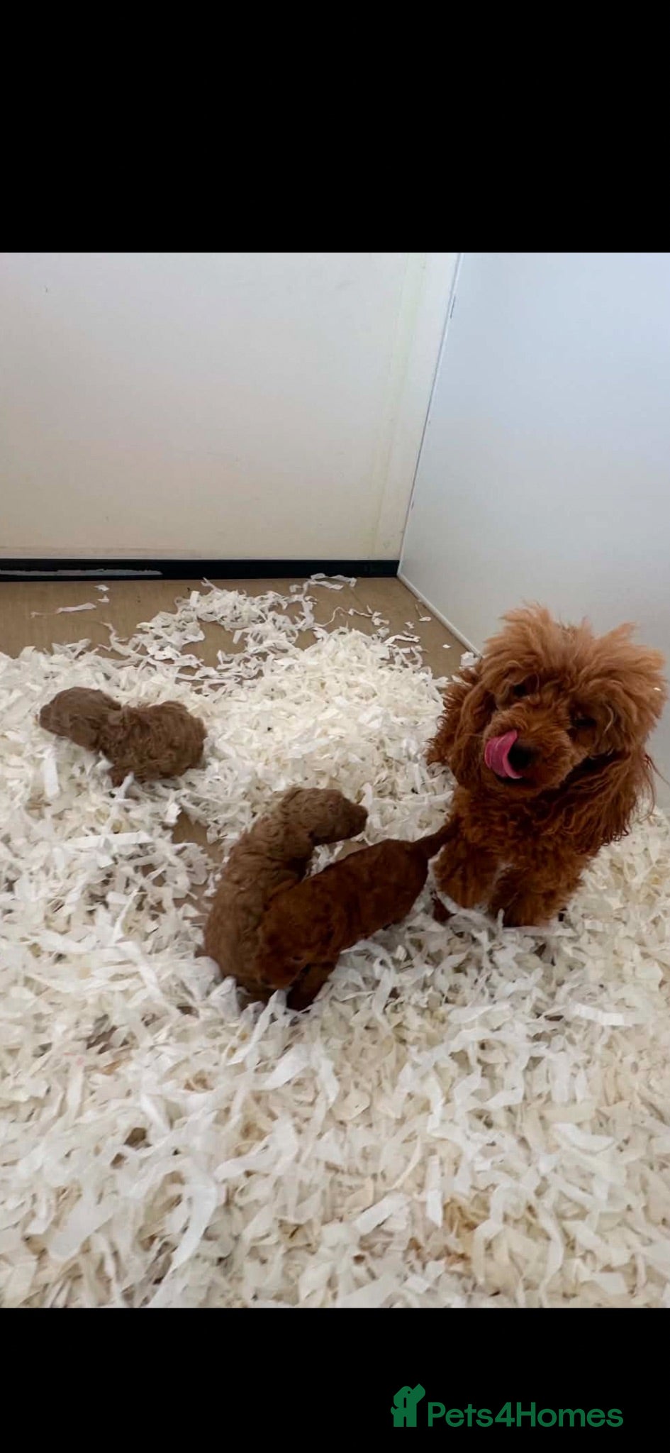 Toy Poodle dogs Adorable kc registered toy poodle puppies  - Advert 2