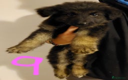 German Shepherd dogs for sale: Stunning litter of german shepherd puppies - Image 9
