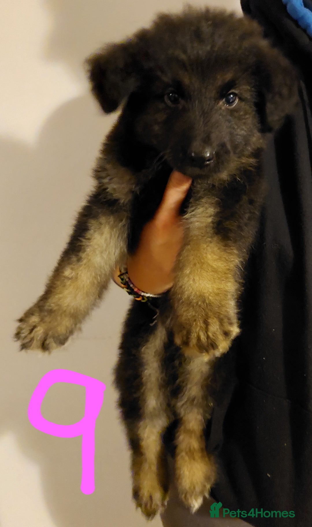 German Shepherd dogs for sale: Stunning litter of german shepherd puppies - Image 9