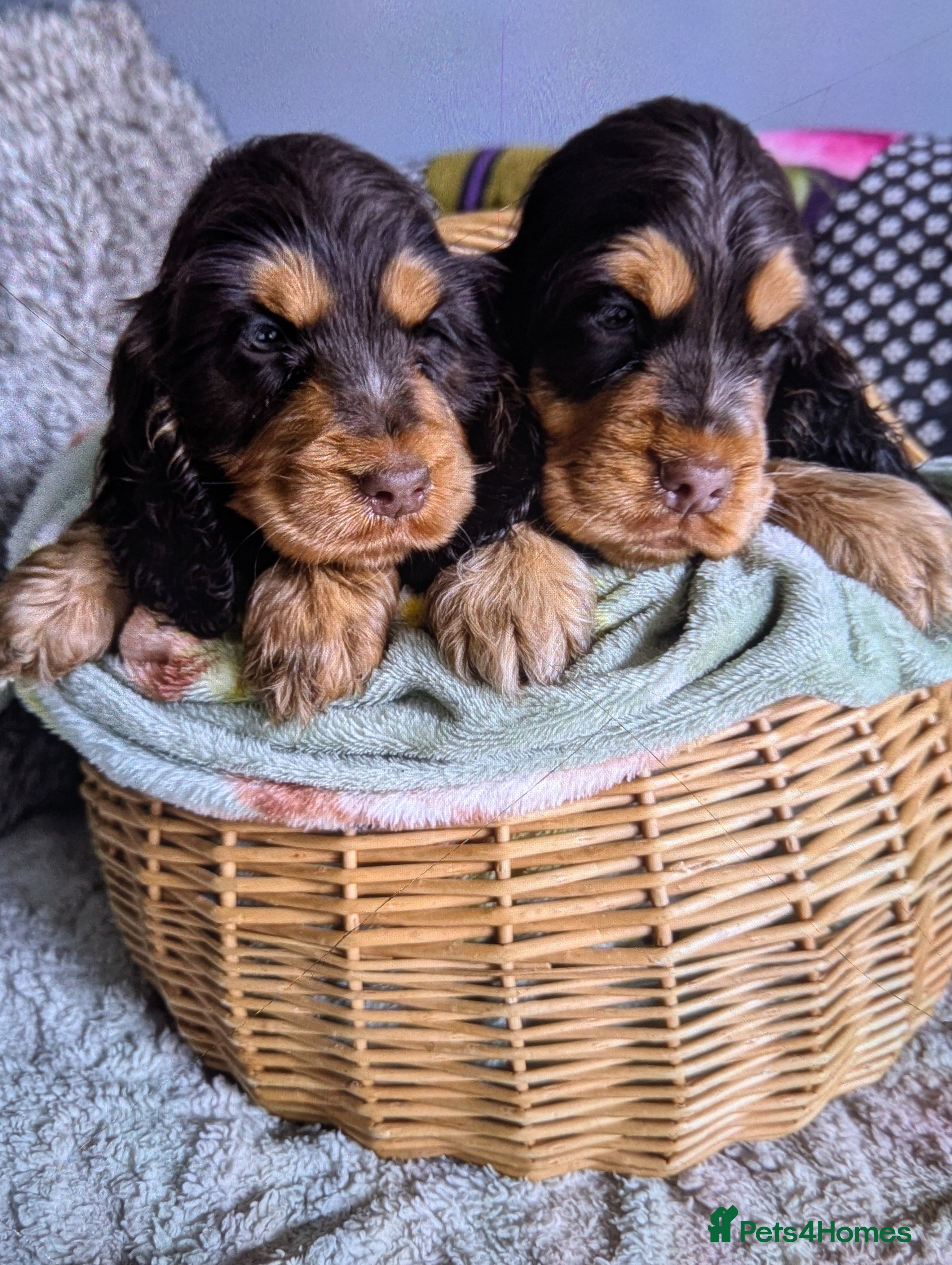 Cocker Spaniel dogs show cocker spaniel puppies health tested parents - Advert 7