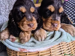 Cocker Spaniel dogs show cocker spaniel puppies health tested parents - Advert 7