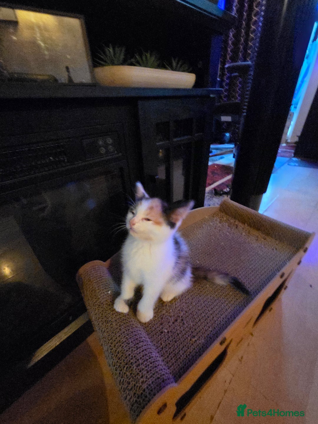 Mixed Breed cats for sale: Female kitten - Image 5