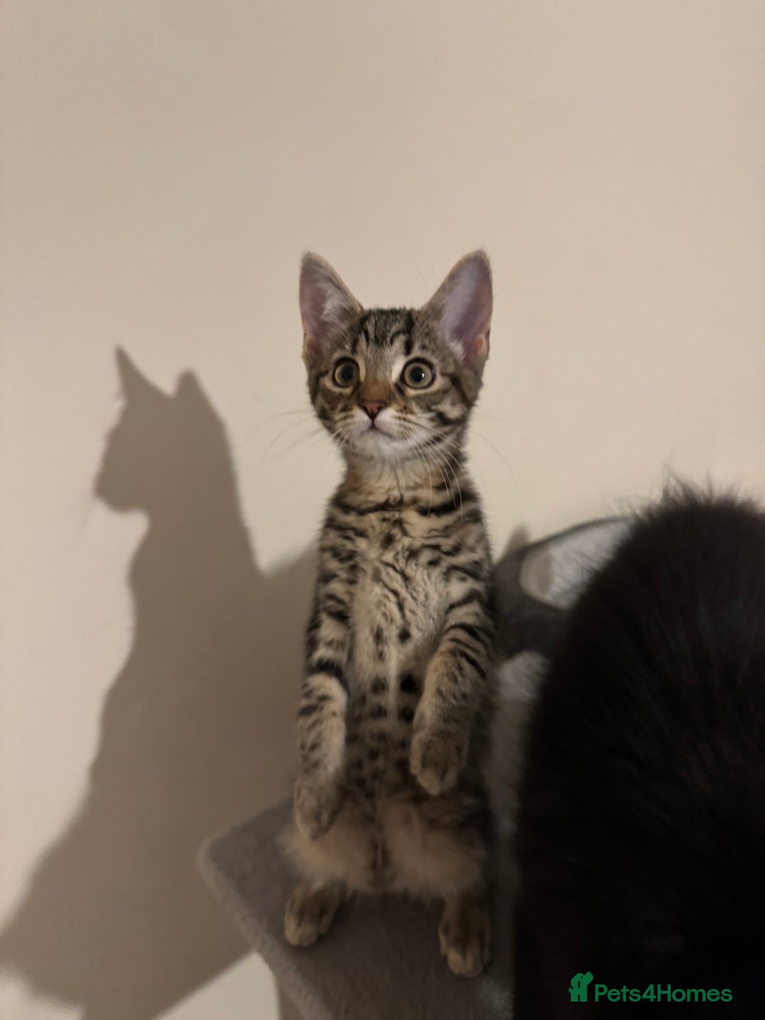 Mixed Breed cats for sale: 4 lovely kittens 🐈‍⬛ for sale - Advert 3