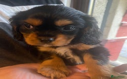 Cavalier King Charles Spaniel dogs for sale: Cavalier King Charles Spaniel Puppies - Image 16