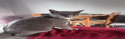 Mixed Breed cats for sale: British short hair X Tabby Kittens - Advert 24