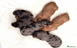 Cavapoo dogs for sale: Beautiful F1 Cavapoo Puppies - Image 6