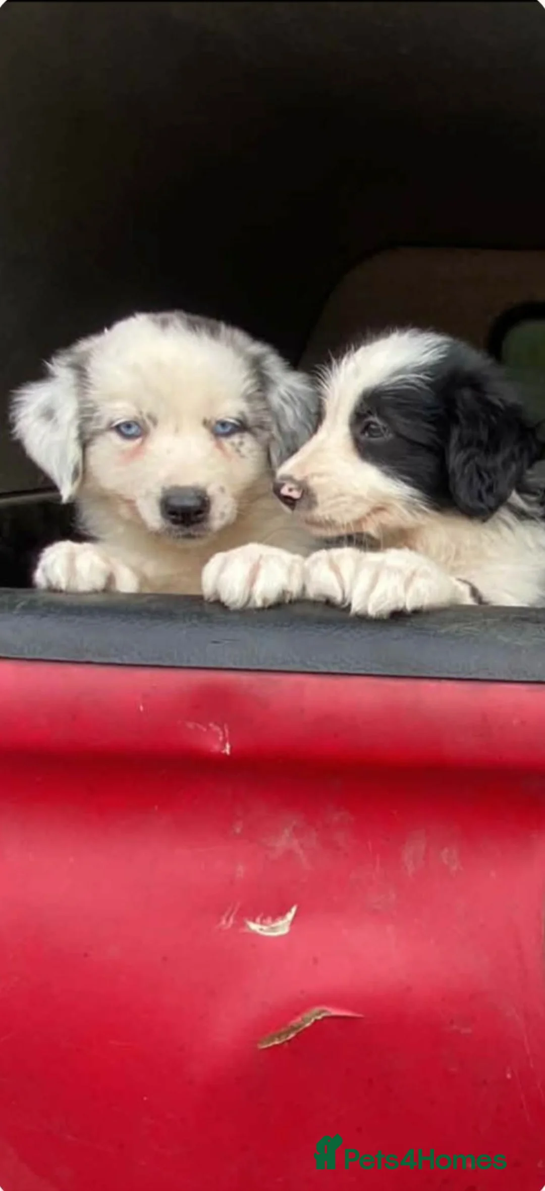 Mixed Breed dogs for sale: Beautiful bearded collie cross blue merle collie  - Advert 2