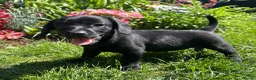 Mixed Breed dogs for sale: Female Doxiepoo 8 Weeks old - Advert 3