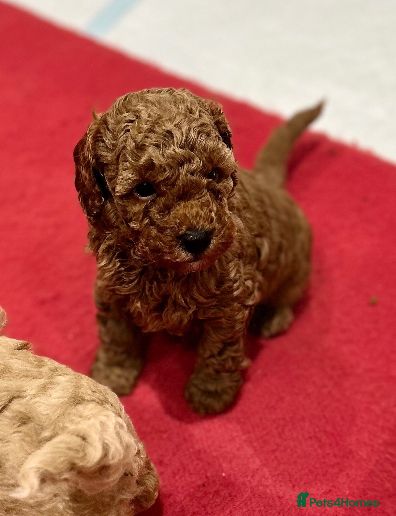 Miniature Poodle dogs Beautiful Miniature Poodles - Advert 8