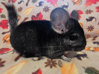 Chinchilla rodents - Advert 21